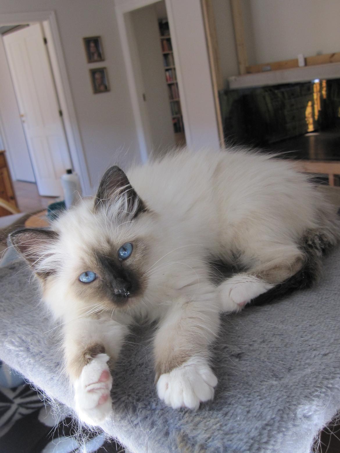 Hellig Birma Pifuni´s Emily billede 5