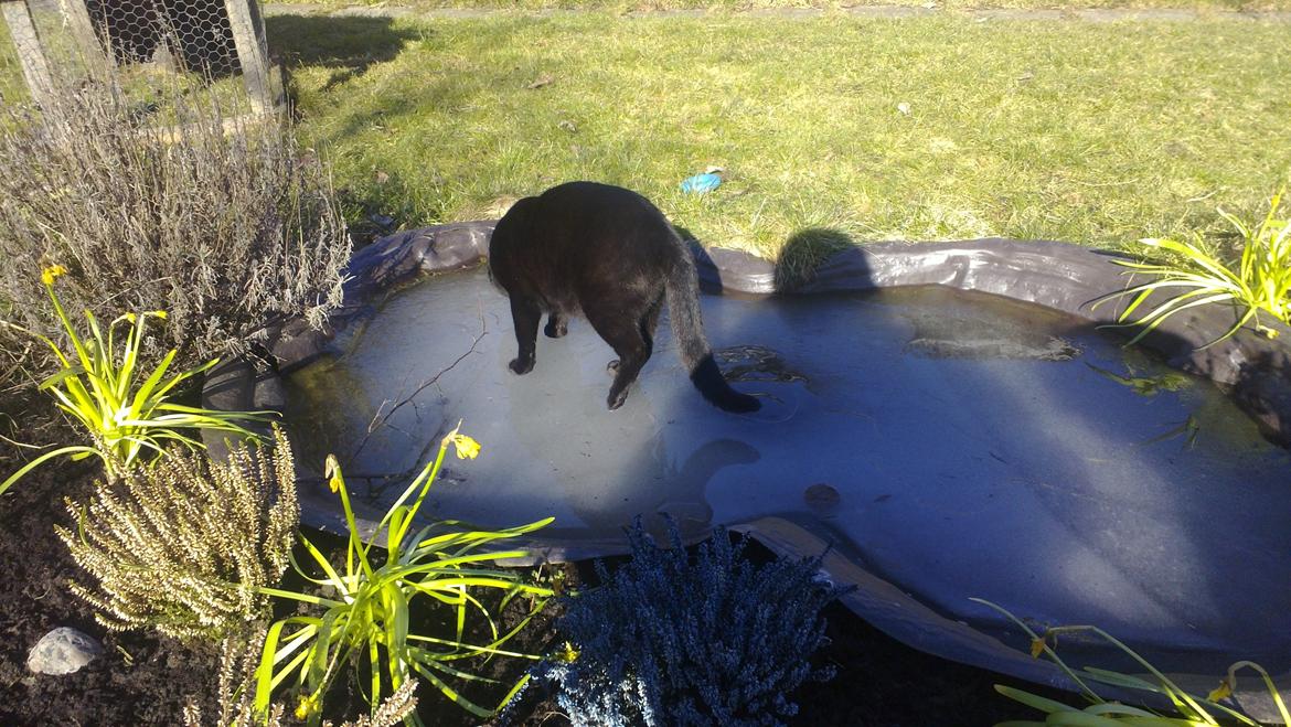 Huskat black jack ( hr jacks) - jack leger bambi på glat is  billede 6