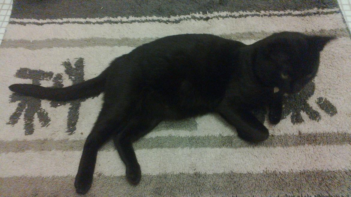 Huskat black jack ( hr jacks) billede 5