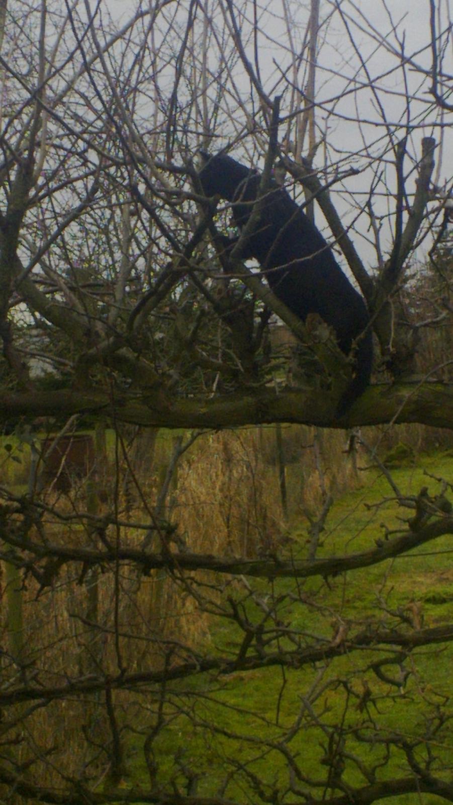 Huskat black jack ( hr jacks) - jack i æbletræet  billede 7