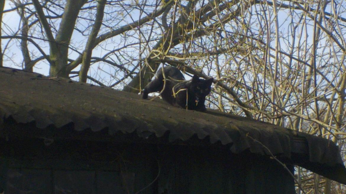 Huskat black jack ( hr jacks) - alt skal undersøges selv taget på skuret billede 8