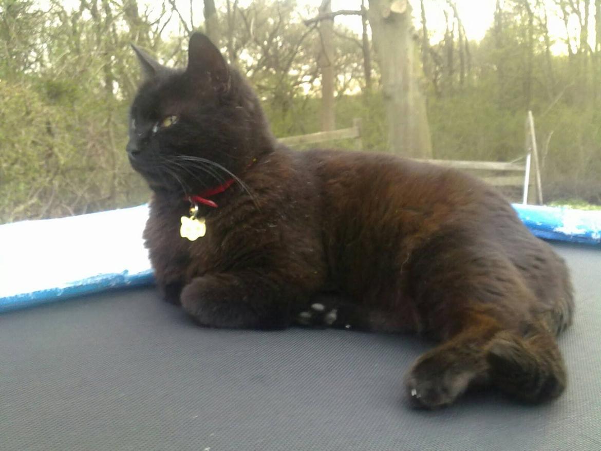 Huskat findus - findus på min trampolin billede 1