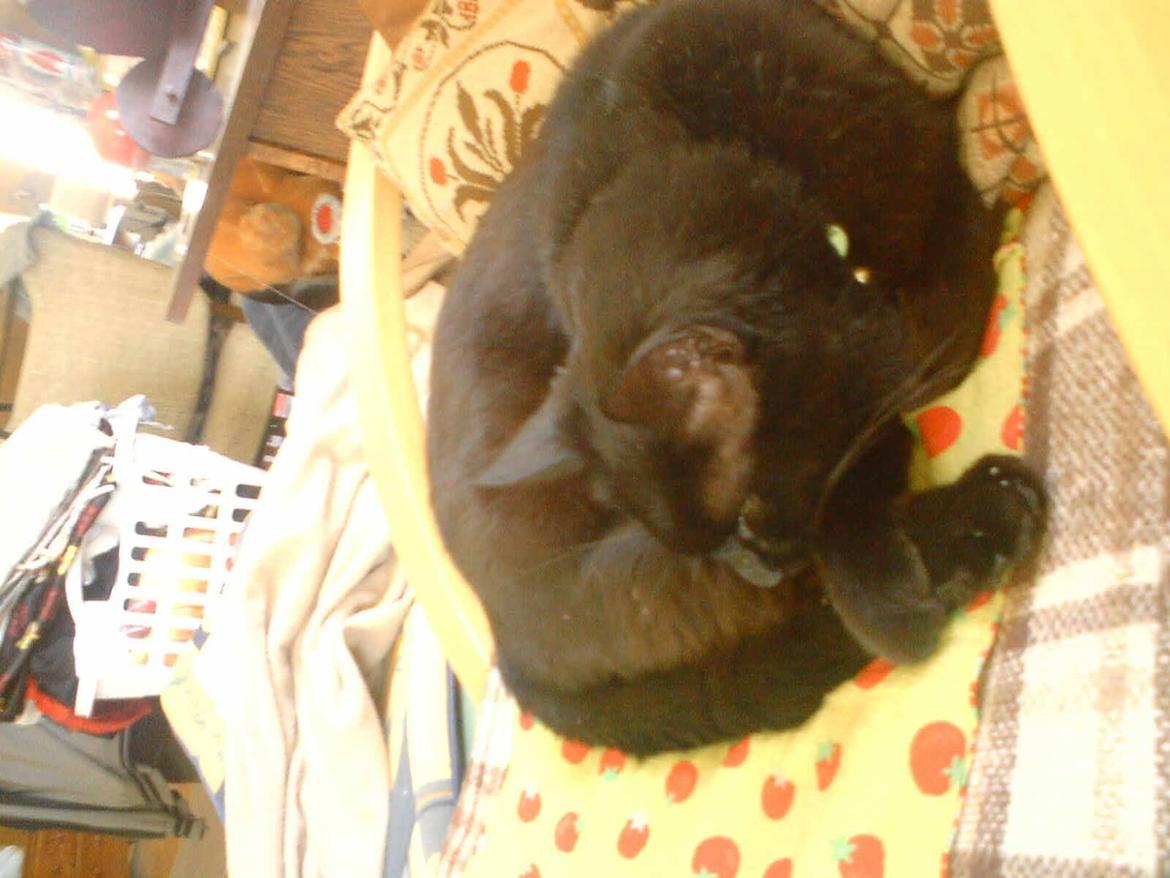 Huskat findus - sover på det tæppe jeg har lavet til ham billede 2