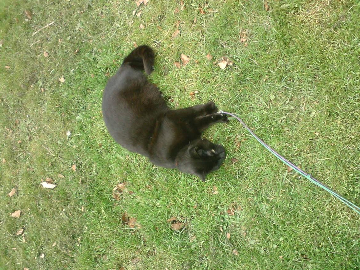 Huskat findus billede 3