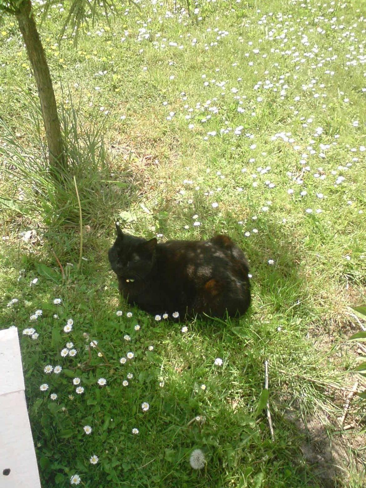 Huskat findus billede 4