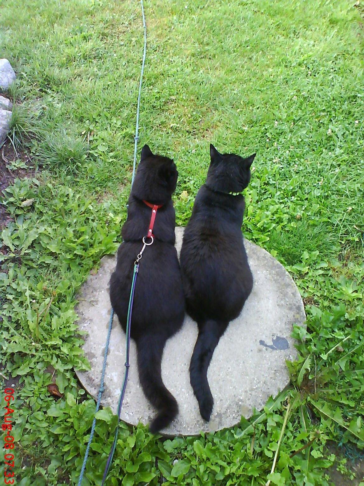 Huskat findus billede 5