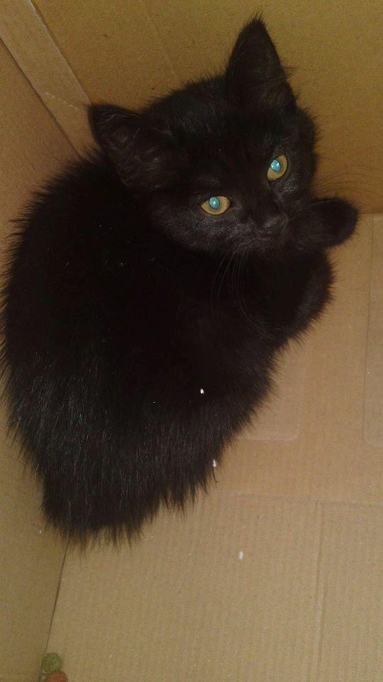 Huskat Fie billede 1