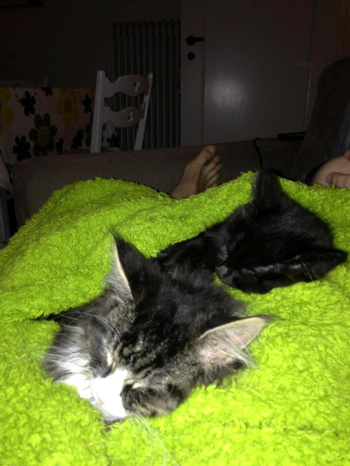 Huskat Fie billede 2