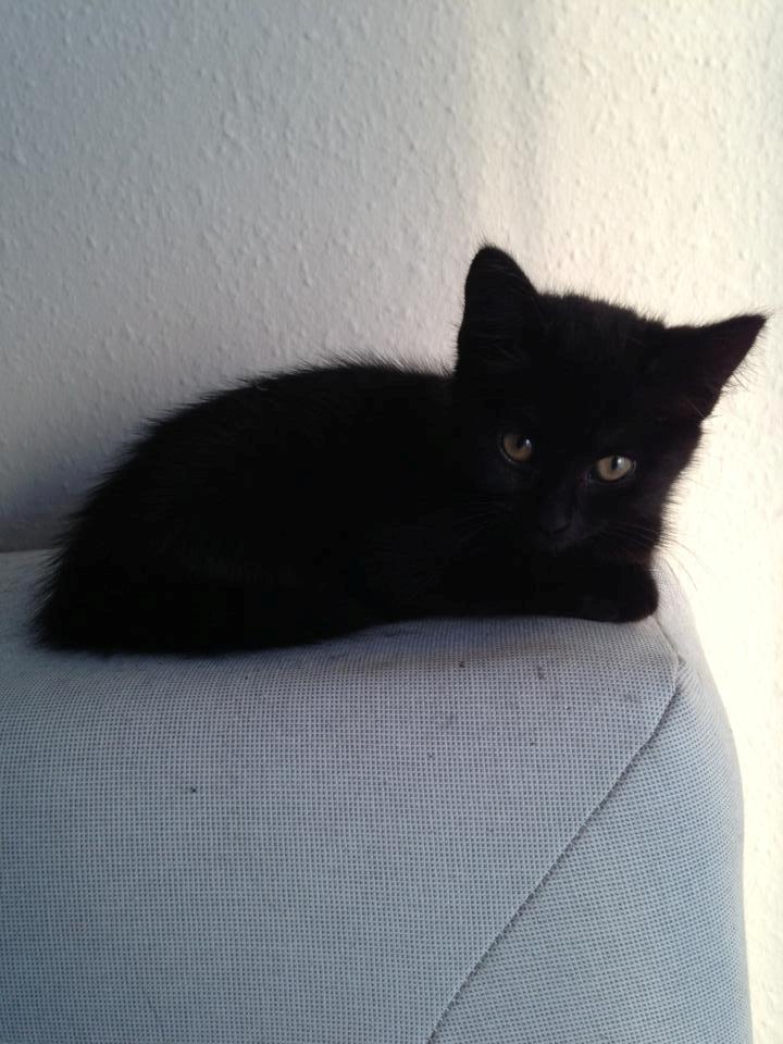 Huskat Fie billede 3