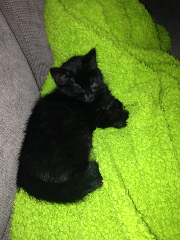 Huskat Fie billede 4