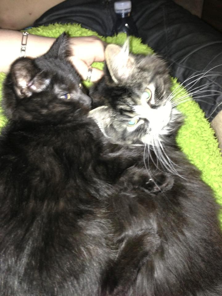 Huskat Fie - Fie og Molly. billede 5