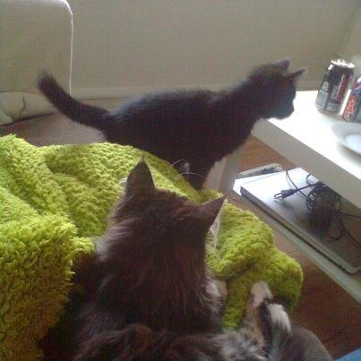 Huskat Fie - Molly, holder lige øje med Fie - der liiige er på kanten til at lave ballade :-D billede 6