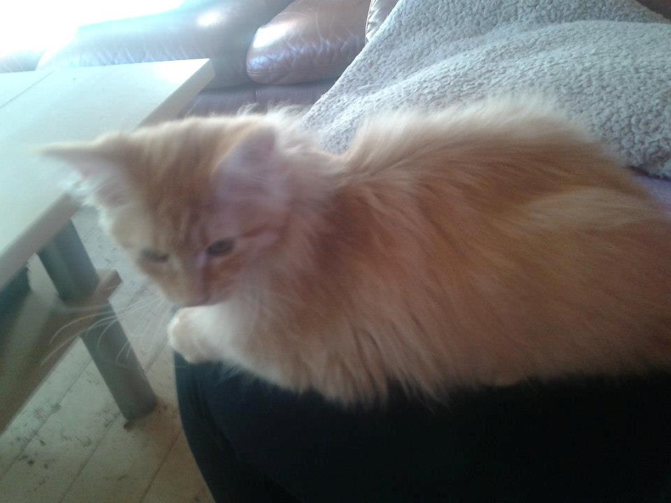 Maine Coon Pjevs. billede 1