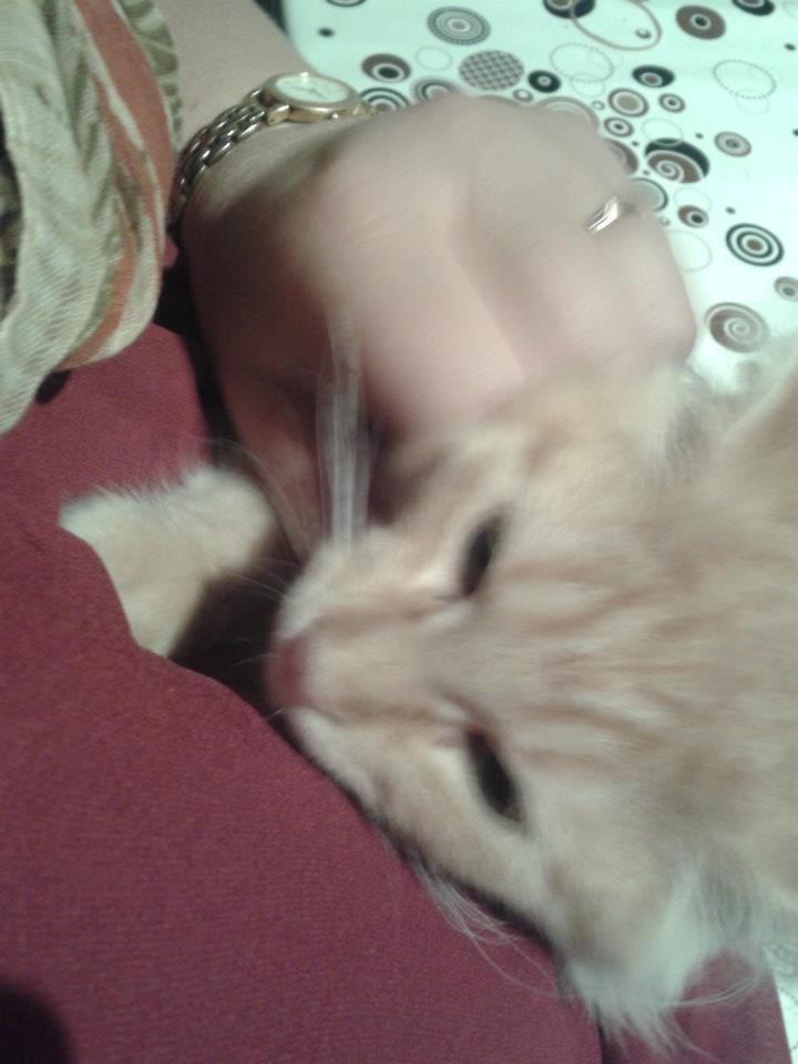 Maine Coon Pjevs. billede 2