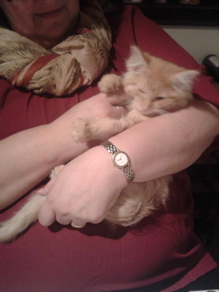 Maine Coon Pjevs. billede 3