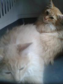 Maine Coon Pjevs. - Pjevs den røde inde bagved. billede 4