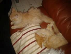 Maine Coon Pjevs. - Pjevs i hjørnet. billede 5