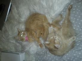 Maine Coon Pjevs. - Pjevs den røde med lyserød halsbånd. billede 6