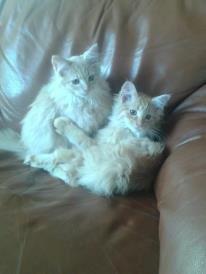 Maine Coon Pjevs. - Pjevs til højre. billede 7