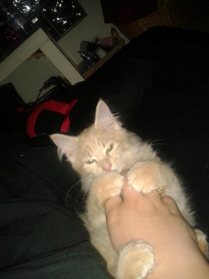 Maine Coon Thilde. billede 1