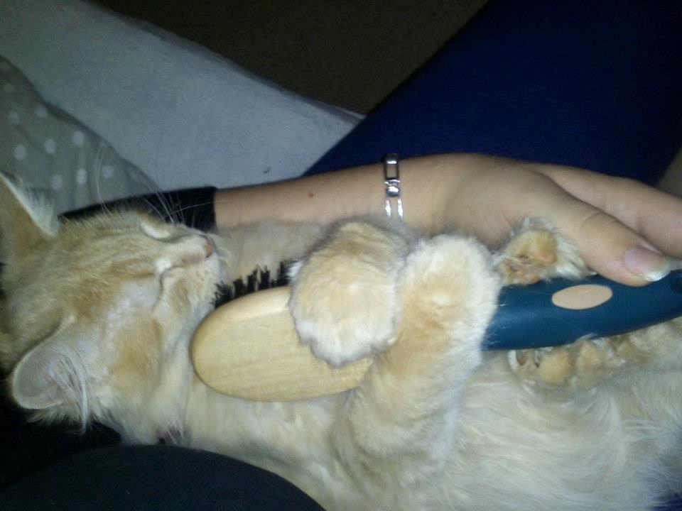 Maine Coon Thilde. billede 2