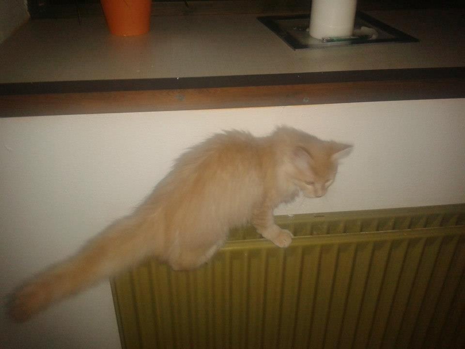 Maine Coon Thilde. billede 3