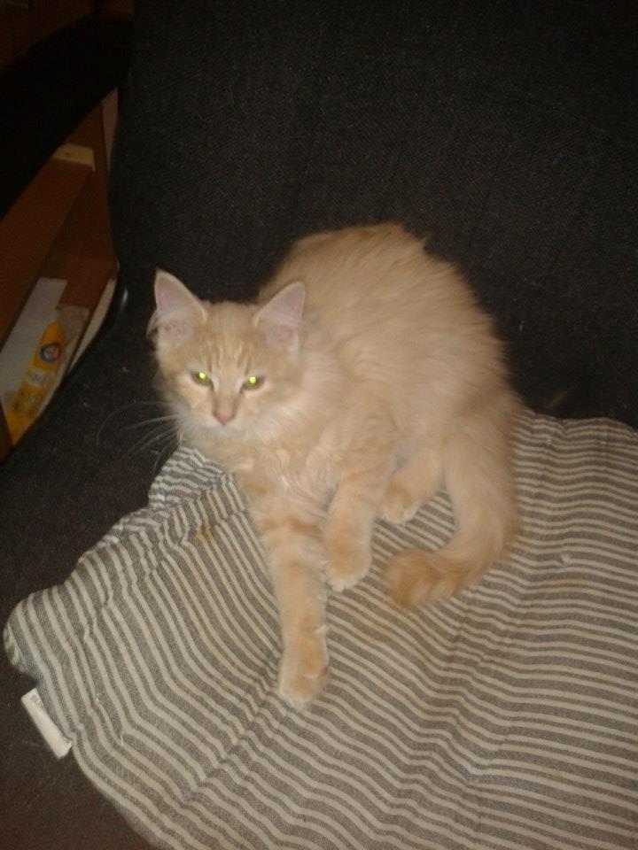 Maine Coon Thilde. billede 4