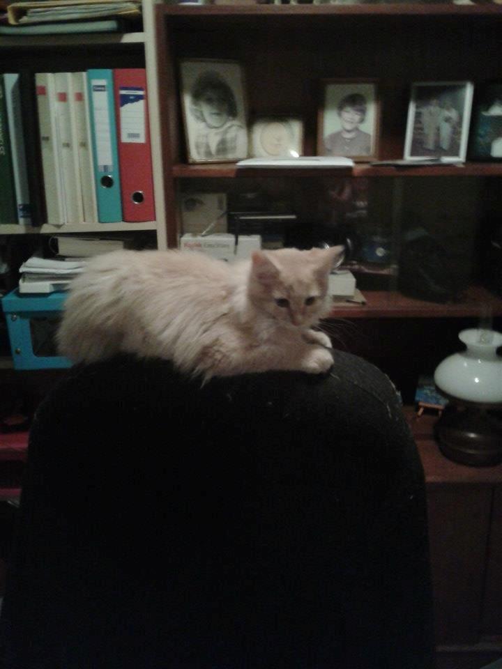 Maine Coon Thilde. billede 5