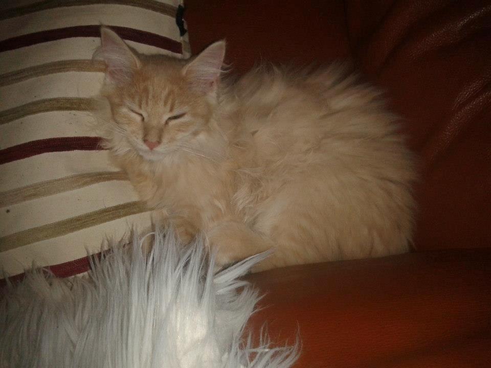 Maine Coon Thilde. billede 6