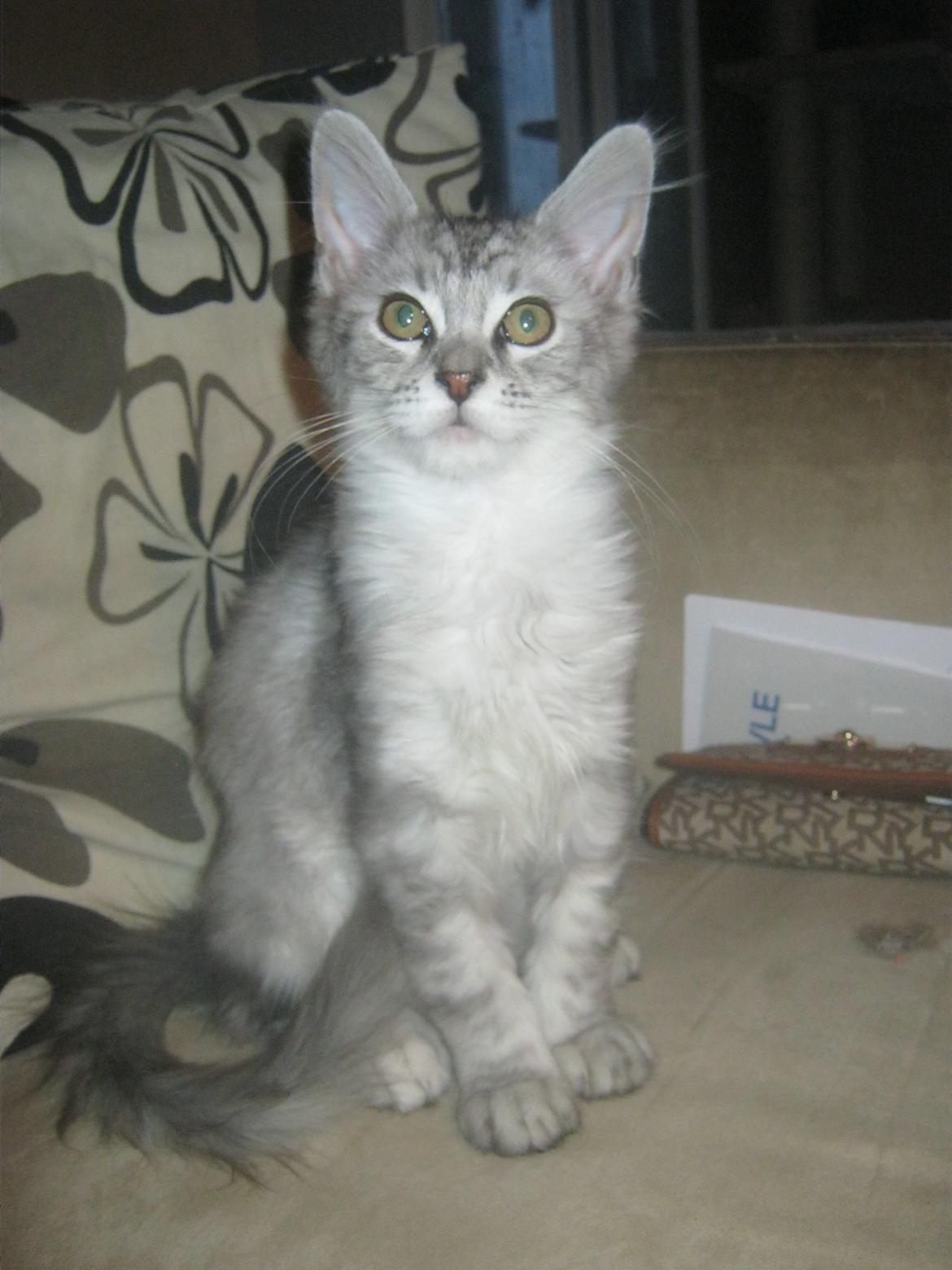 Maine Coon Fido billede 1