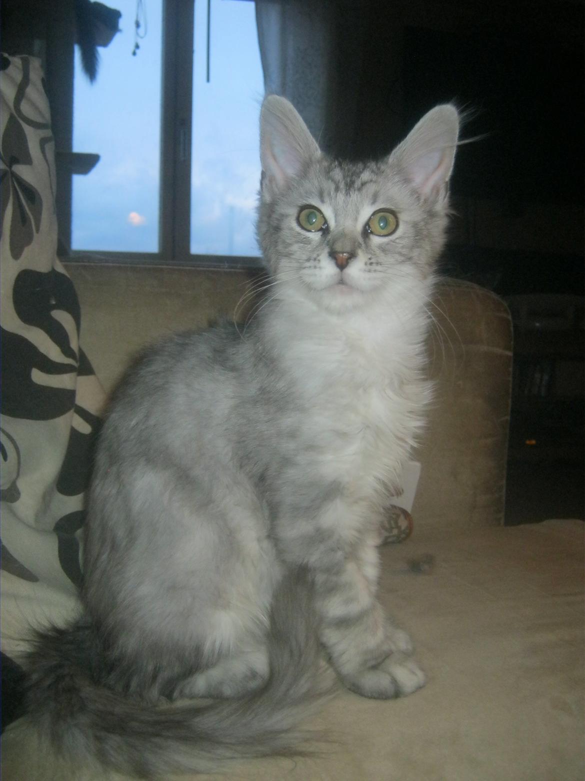 Maine Coon Fido billede 2