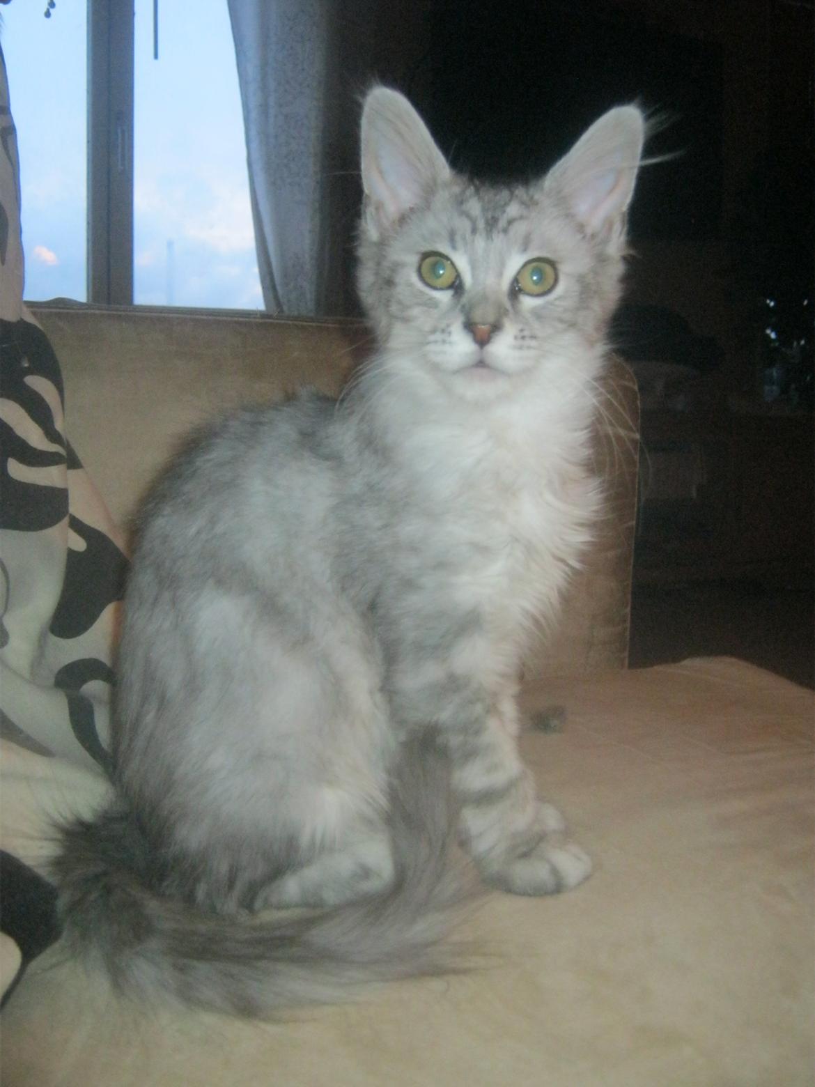 Maine Coon Fido billede 3