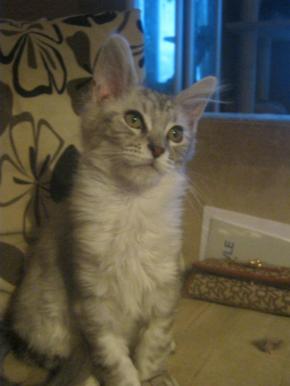 Maine Coon Fido billede 4