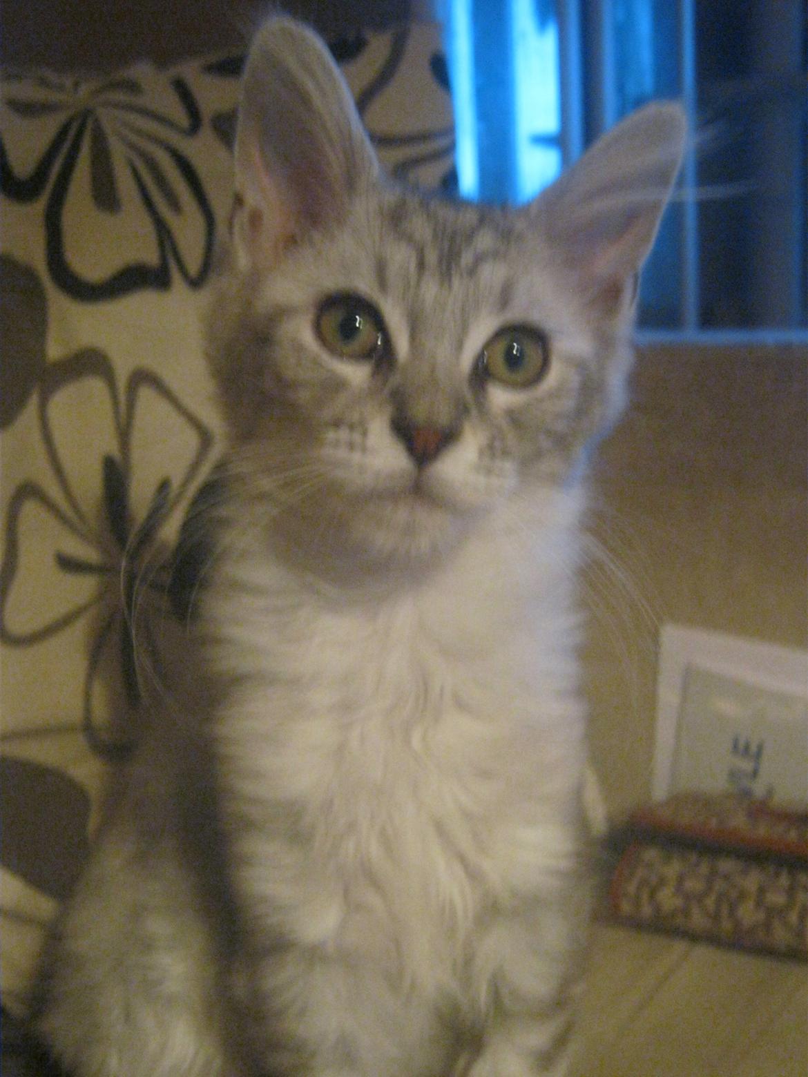 Maine Coon Fido billede 5