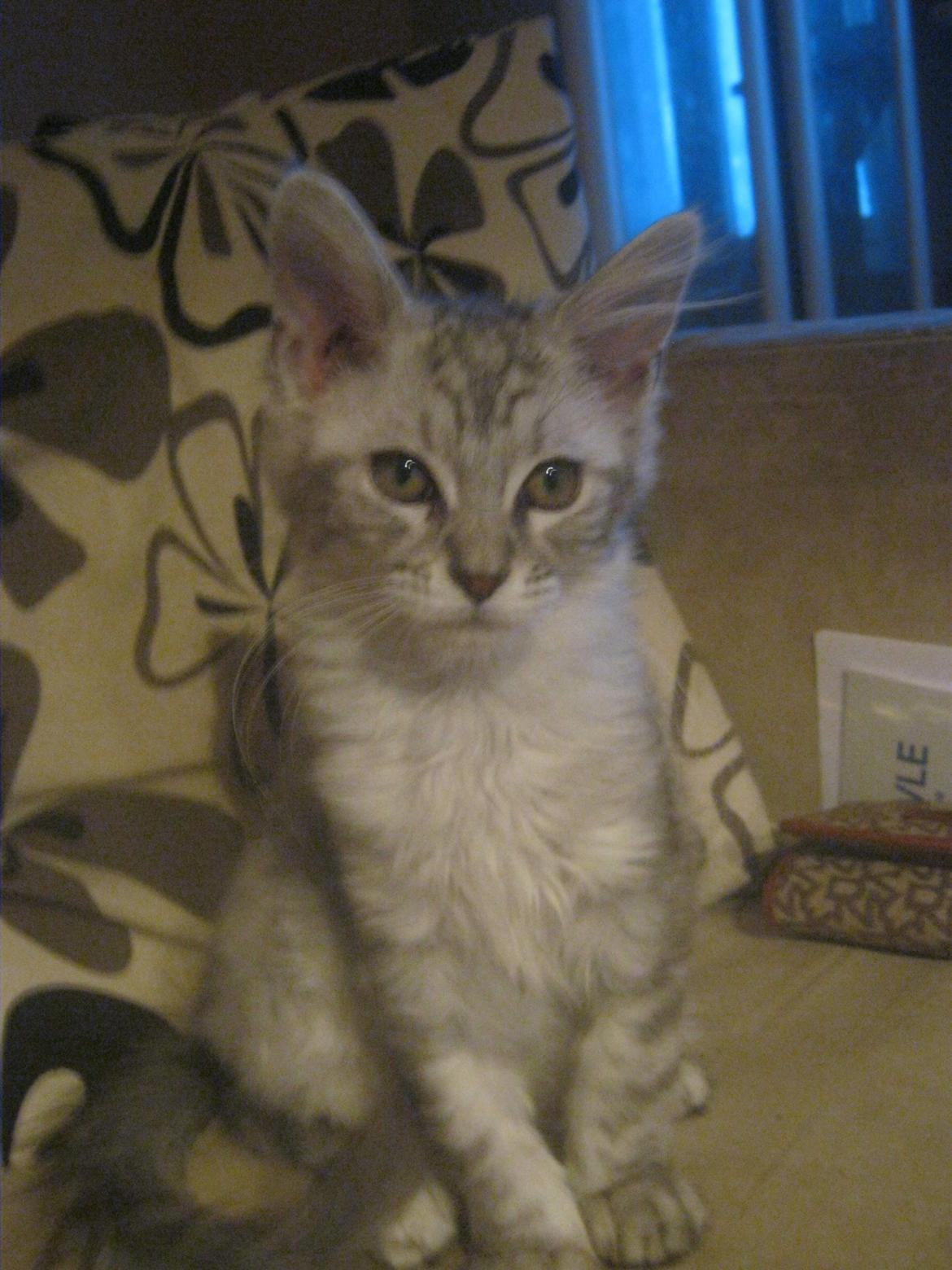 Maine Coon Fido billede 6