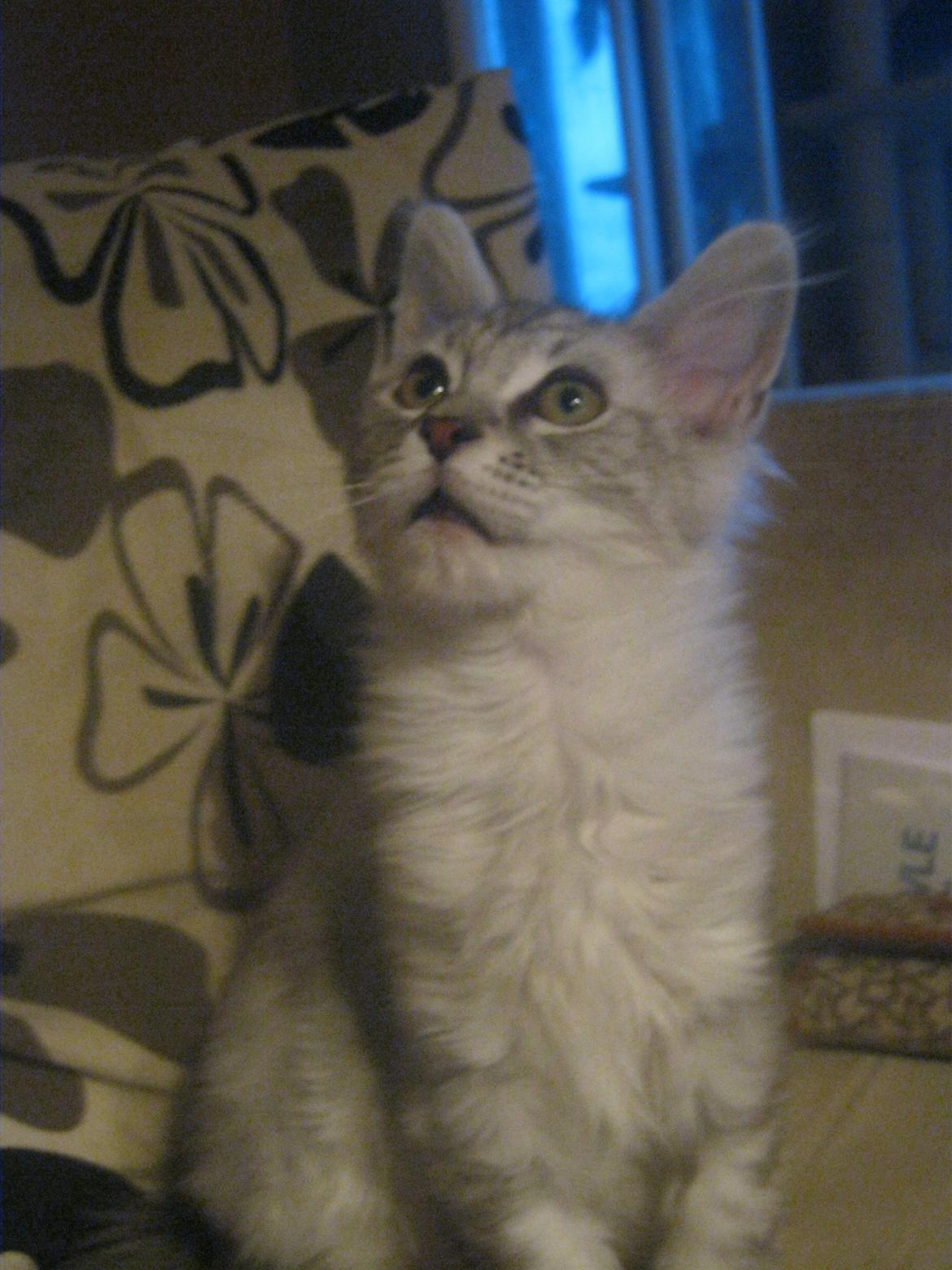 Maine Coon Fido billede 7