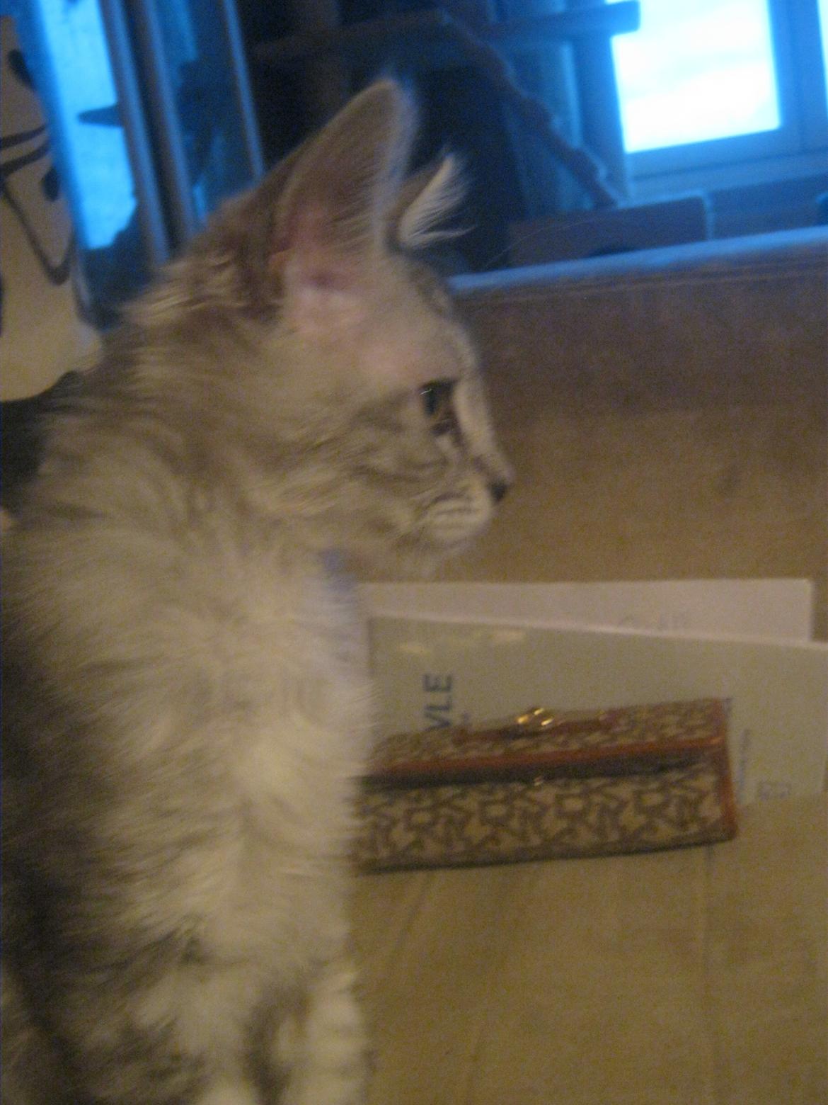 Maine Coon Fido billede 8