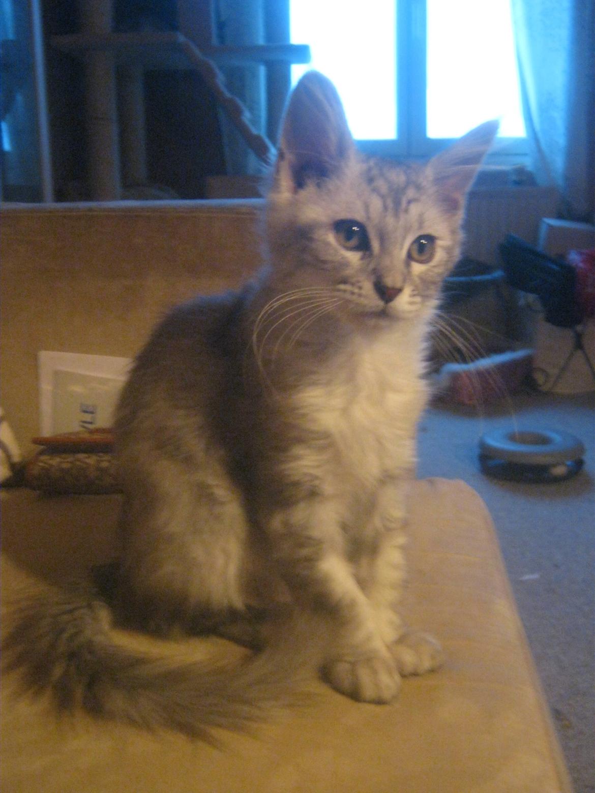 Maine Coon Fido billede 9