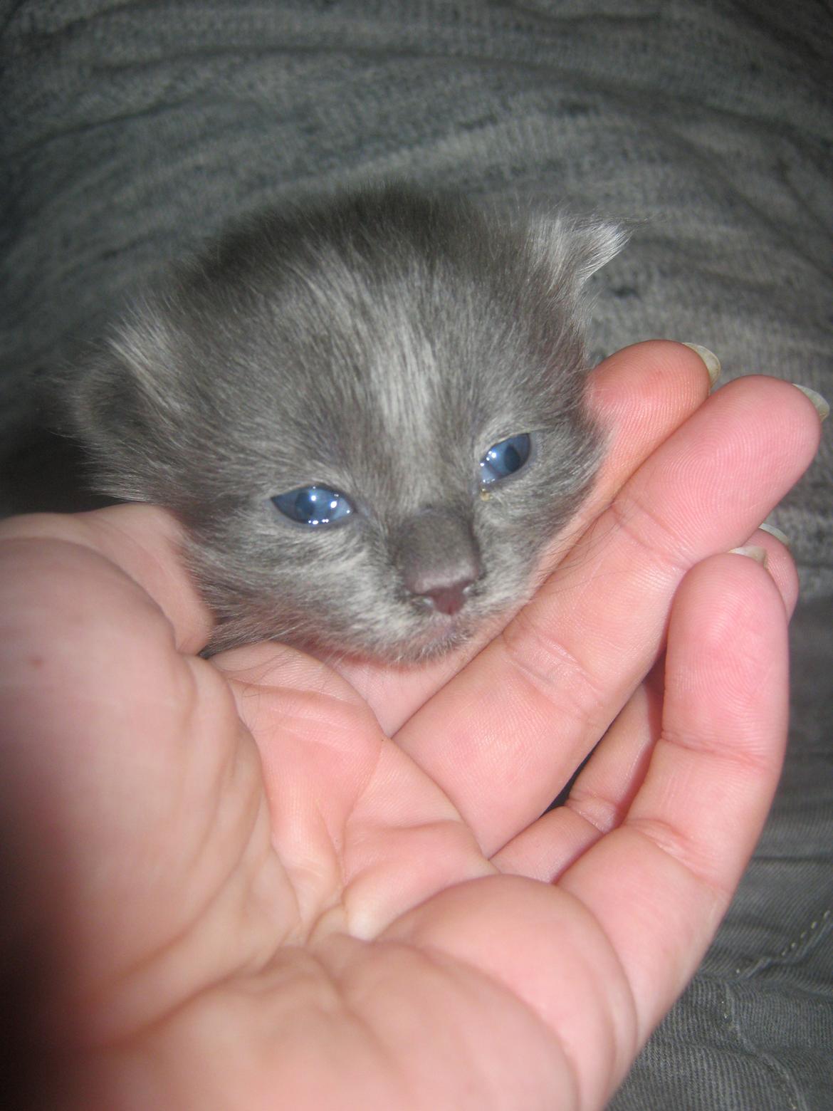 Maine Coon Gucci billede 1