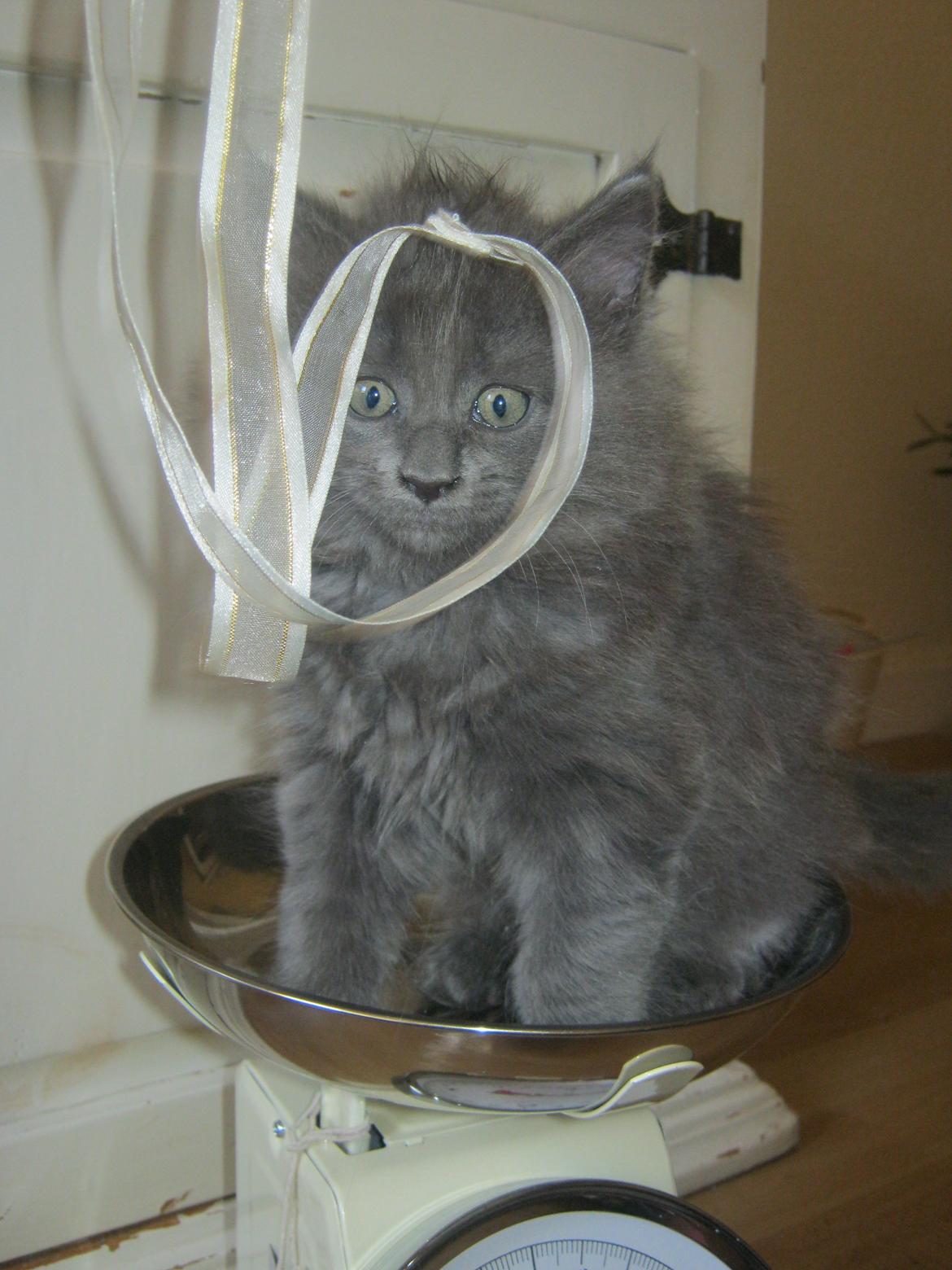 Maine Coon Gucci billede 2