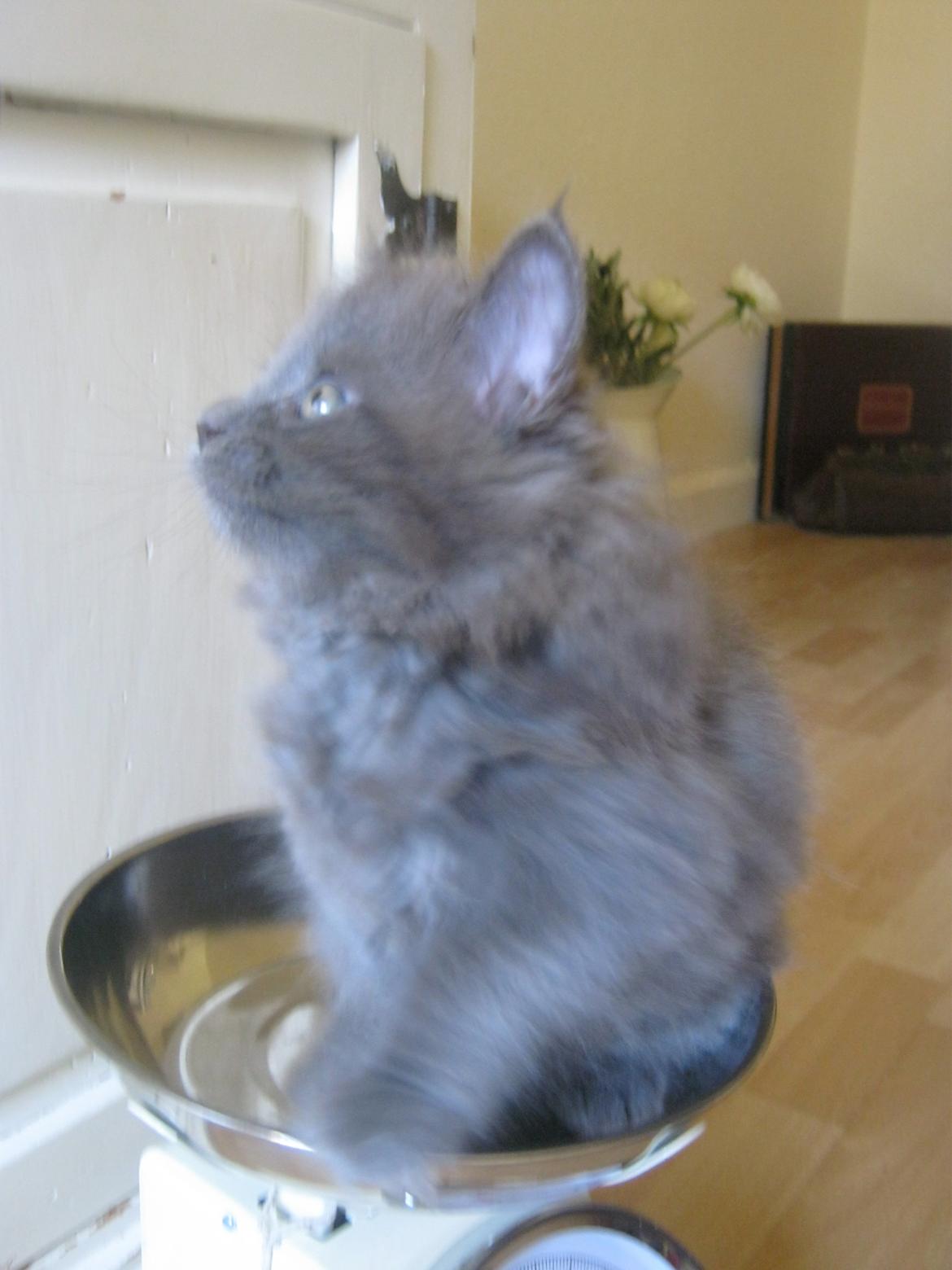 Maine Coon Gucci billede 4