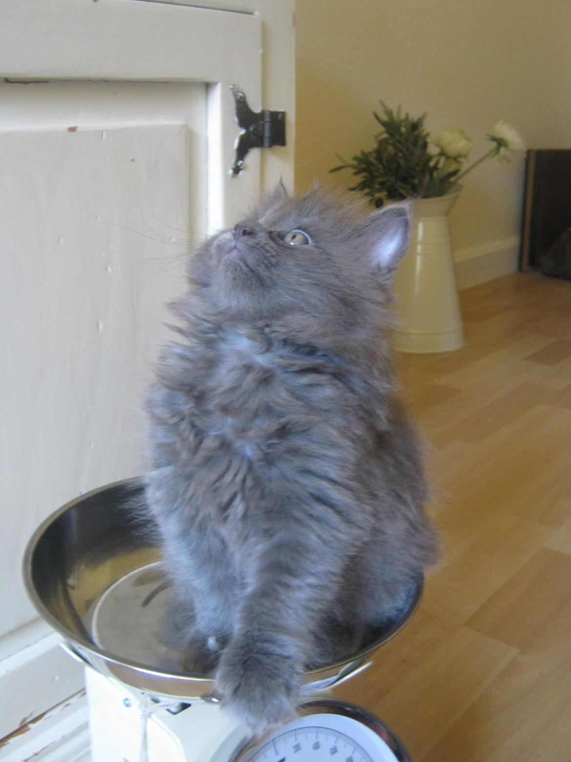 Maine Coon Gucci billede 5