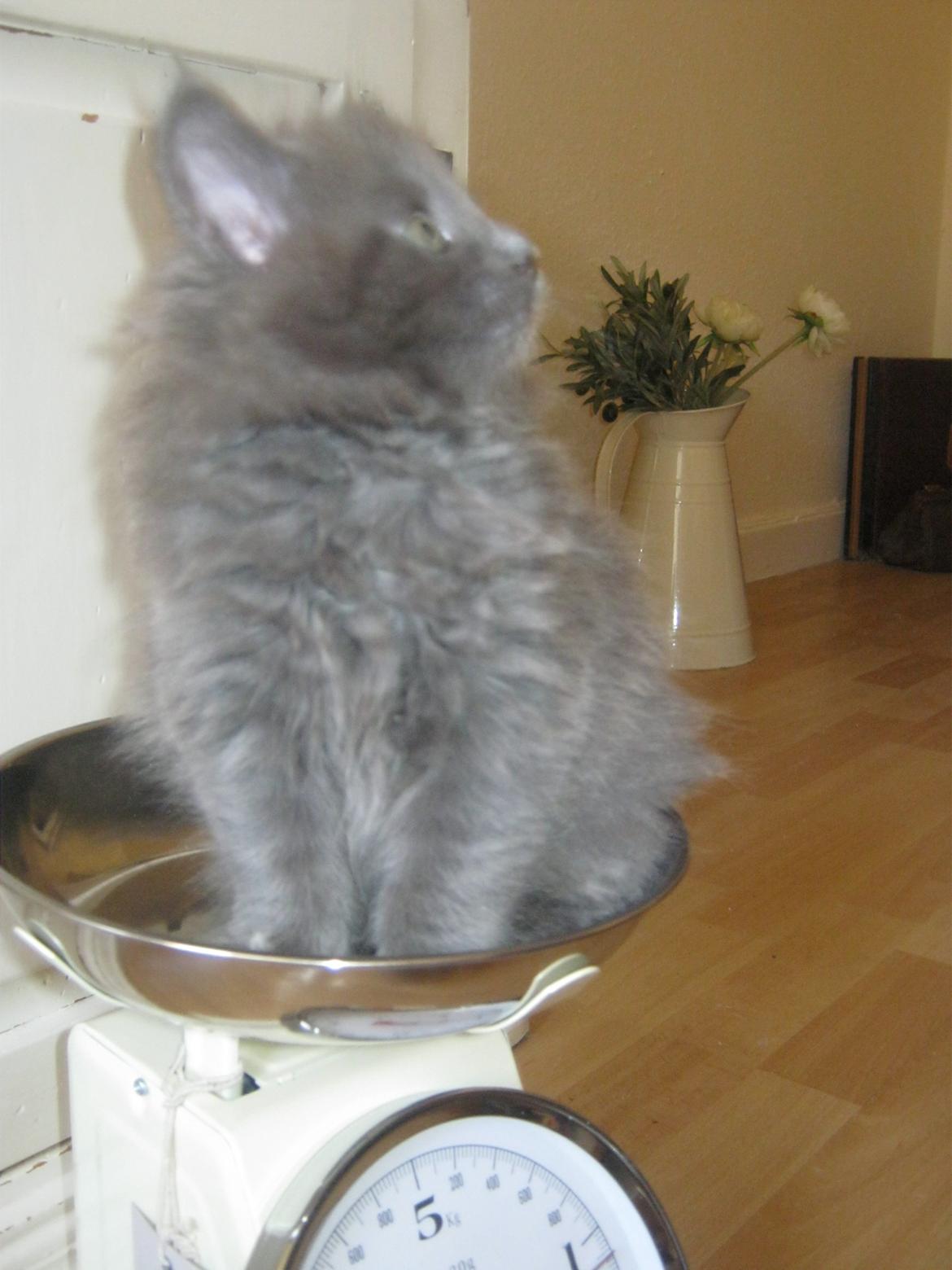 Maine Coon Gucci billede 6