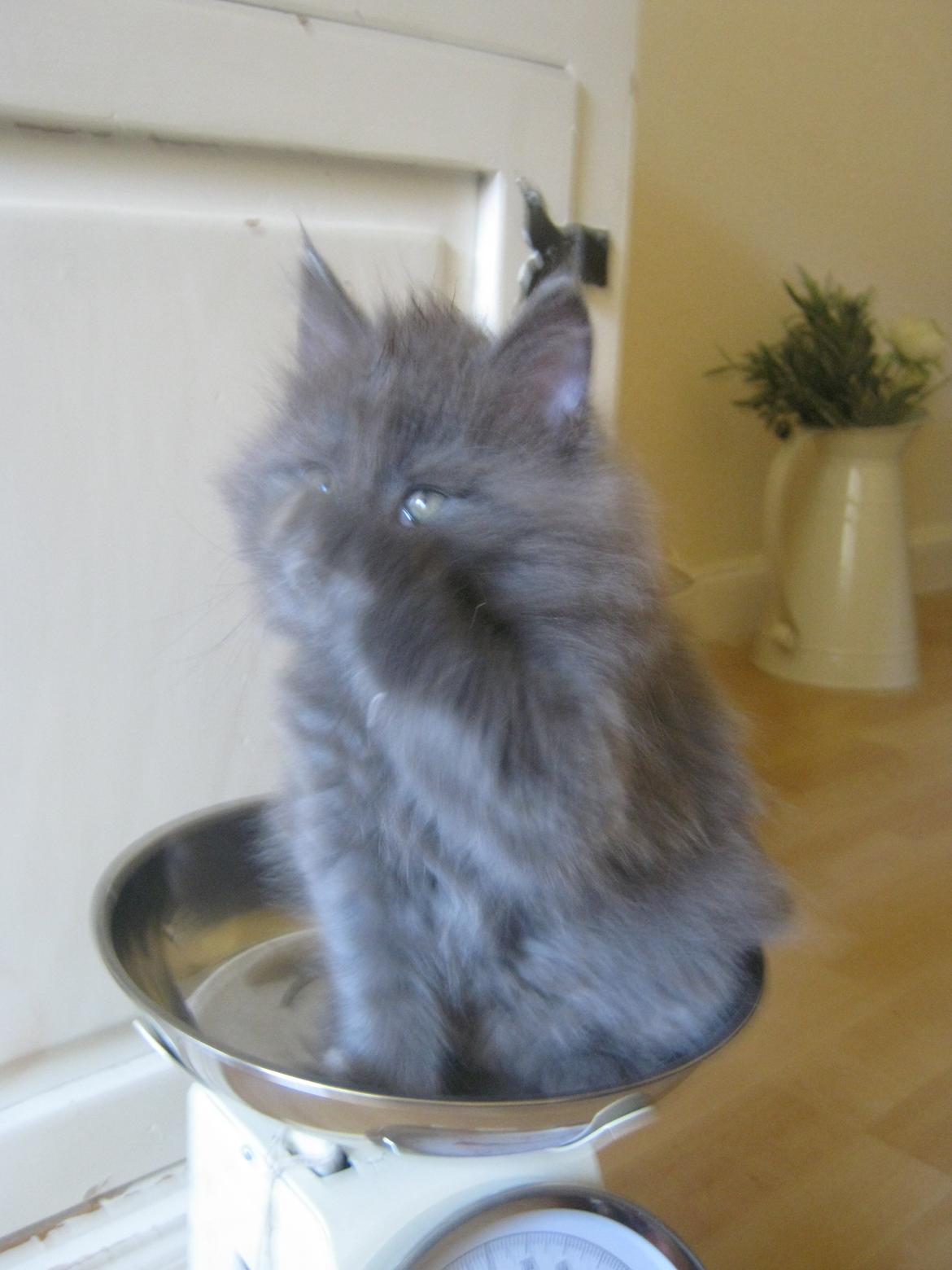 Maine Coon Gucci billede 7