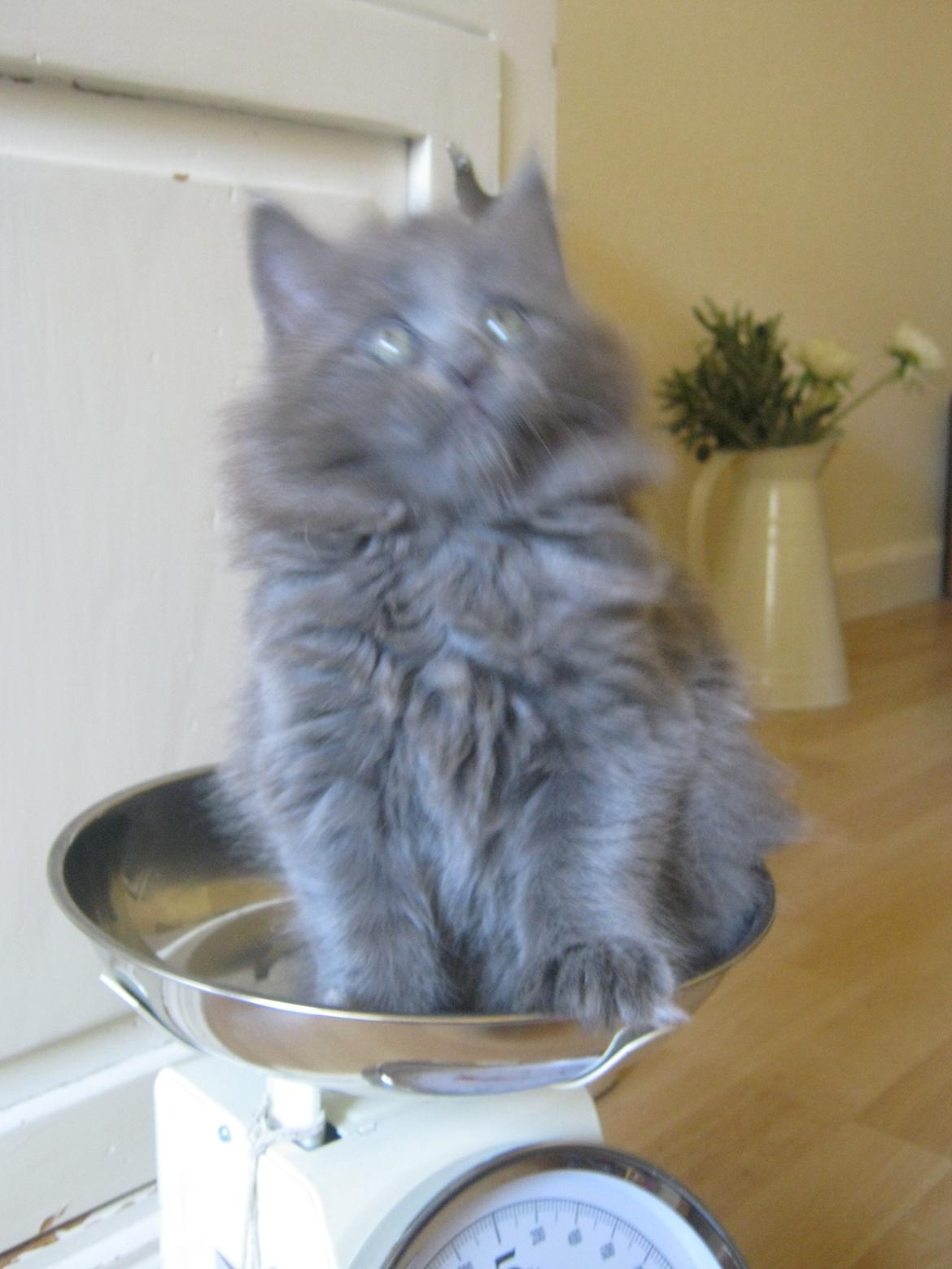 Maine Coon Gucci billede 8