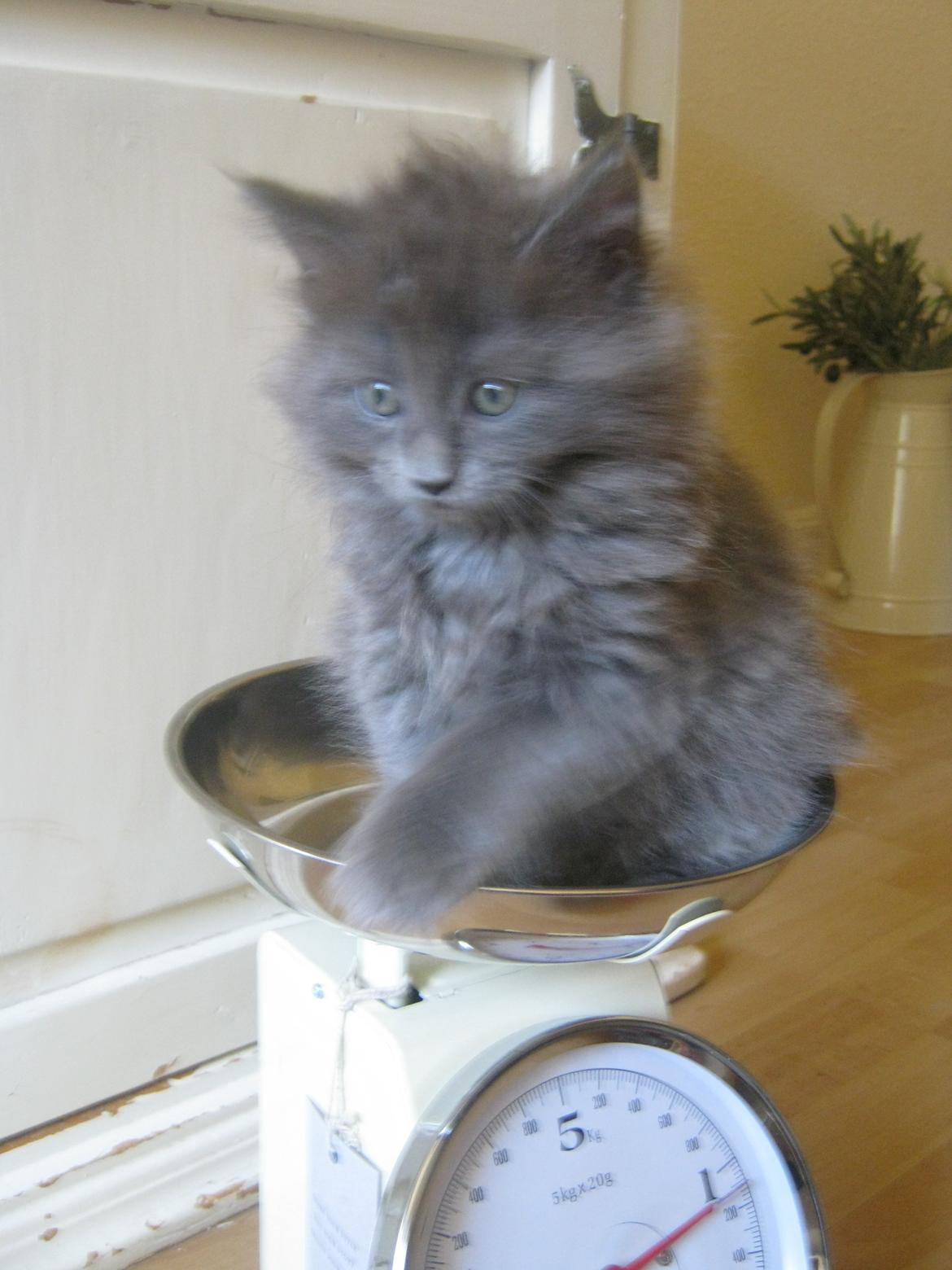 Maine Coon Gucci billede 9