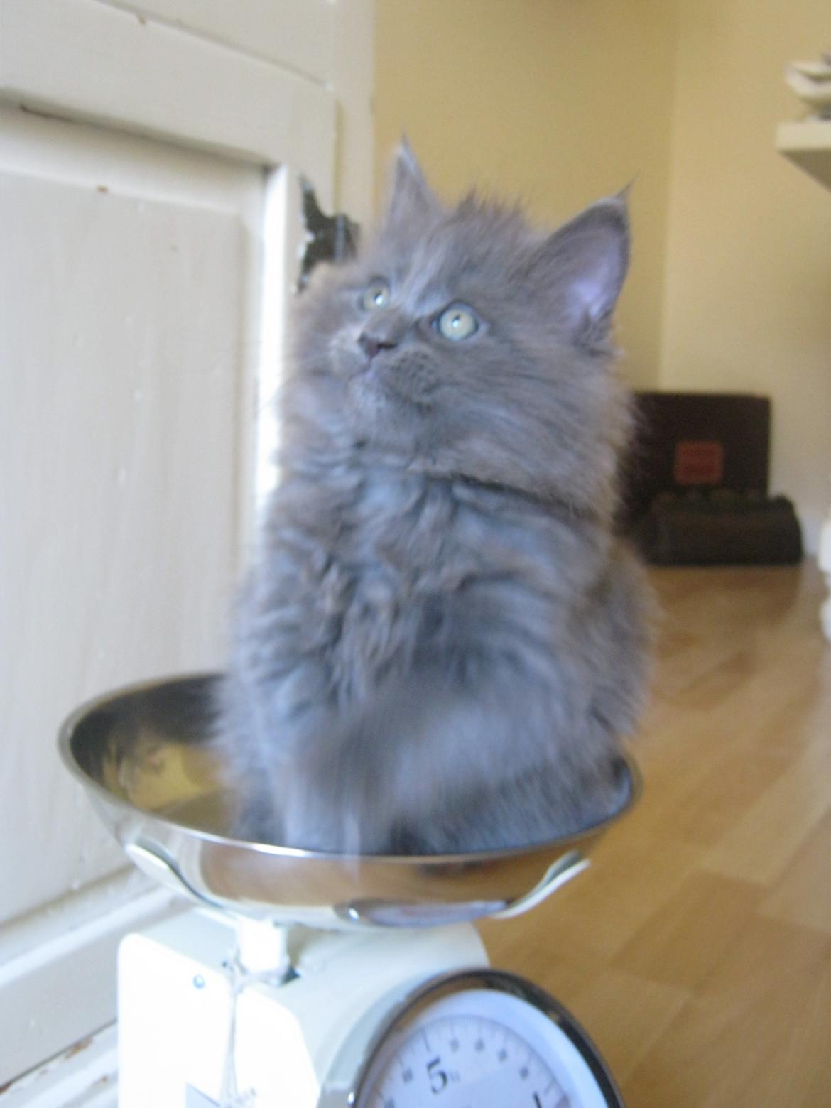 Maine Coon Gucci billede 10