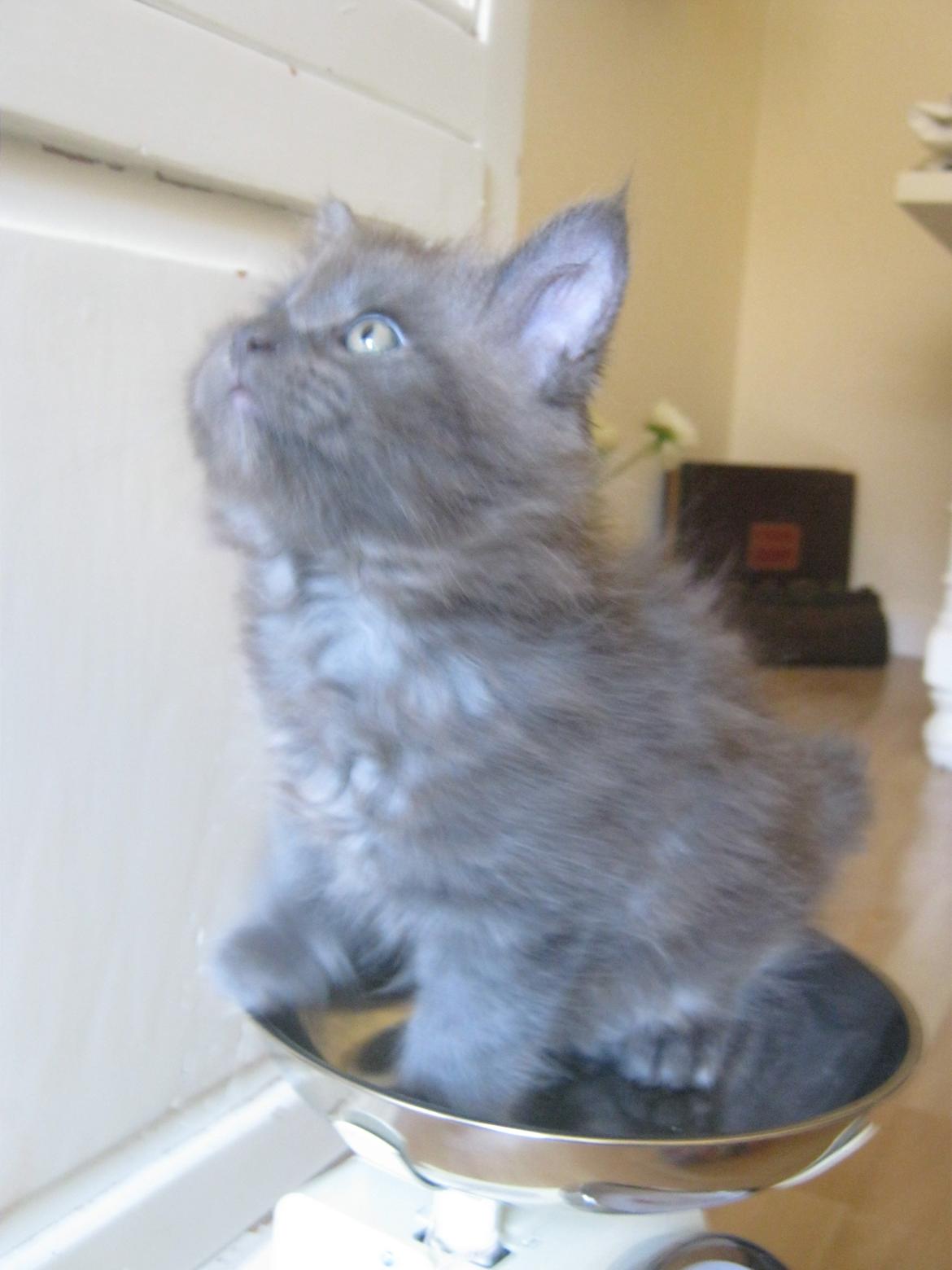 Maine Coon Gucci billede 11