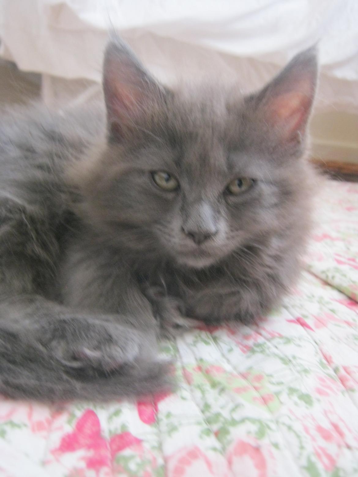 Maine Coon Gucci billede 12