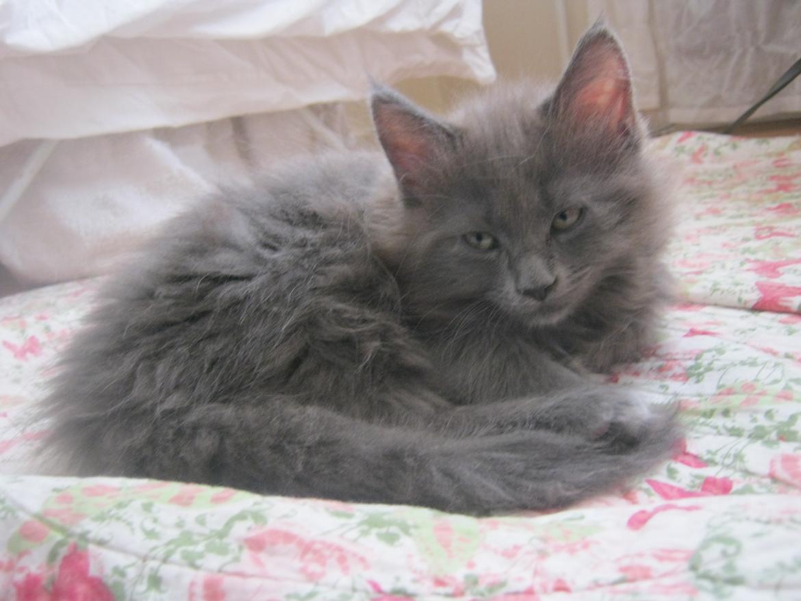 Maine Coon Gucci billede 13